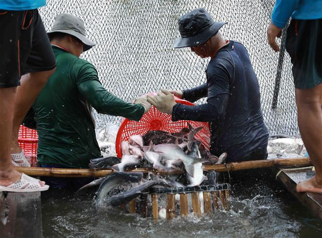 Nhiều cơ hội để xuất khẩu cá tra bùng nổ trong thời gian tới ảnh 1
