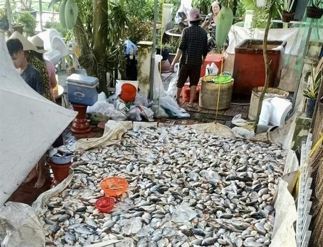 An Giang: Nguyên nhân có thể khiến cá chết ở sông Châu Đốc ảnh 1