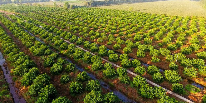 Du lịch trải nghiệm đặc trưng vùng Đồng bằng sông Cửu Long ảnh 1