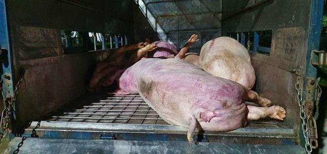 Tây Ninh: Bắt quả tang các đối tượng vận chuyển heo chết đi tiêu thụ ảnh 1