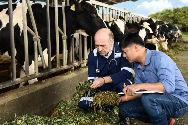 Với chương trình Phát triển ngành sữa, FrieslandCampina đã thành công chuyển giao công nghệ chăn nuôi bò sữa của Hà Lan cho nông dân Việt Nam. (Nguồn: Vietnam+) FrieslandCampina được vinh danh DN tiêu biểu xuất sắc tỉnh Hà Nam ảnh 3