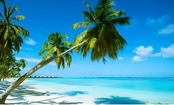 Cảnh sát Bahamas điều tra cái chết bí ẩn của ba du khách Mỹ ảnh 1