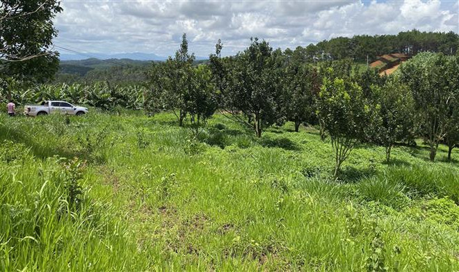 Lâm Đồng: Nhận khoán bảo vệ rừng nhưng lại… lấn đất, phá rừng ảnh 2