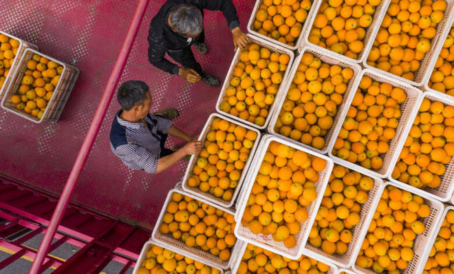 Trung Quốc đại lục tạm dừng nhập khẩu hoa quả và cá từ Đài Loan ảnh 1