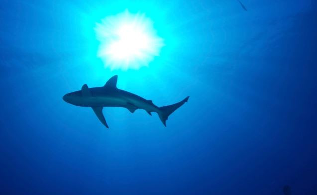 Đàm phán về Hiệp ước Bảo vệ Đa dạng Sinh học Biển tiếp tục bế tắc ảnh 1