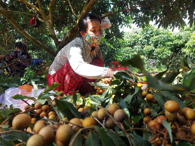 Trên 58 tỷ đồng cải tạo vườn cây ăn quả kết hợp xây dựng nhãn hiệu ảnh 1