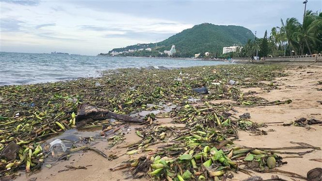 Thu gom hàng trăm tấn rác thải tràn vào bãi biển Vũng Tàu ảnh 1