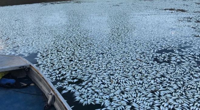 Chuyên gia báo động đỏ đối với hệ thống sông lớn nhất Australia ảnh 1