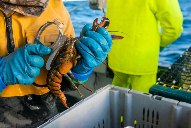 Tôm hùm Canada "đắc lợi" trong cuộc chiến thương mại Mỹ-Trung ảnh 1