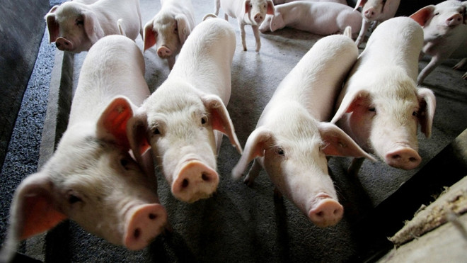 Dịch tả lợn lây lan nguy hiểm, Nhật Bản triệu tập cuộc họp khẩn ảnh 1