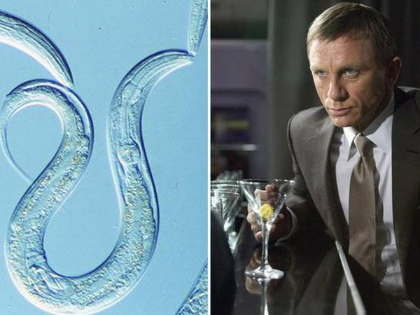 Anh chế tạo thuốc giúp chống say rượu như của điệp viên 007 ảnh 1