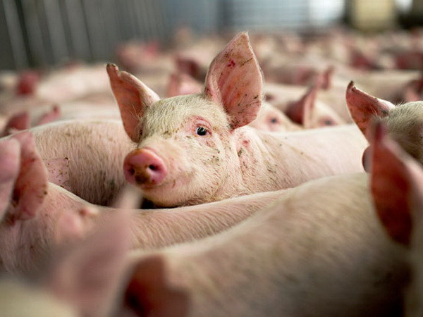 Nga ngăn cản EU kiện lên WTO vụ cấm nhập khẩu thịt lợn ảnh 1
