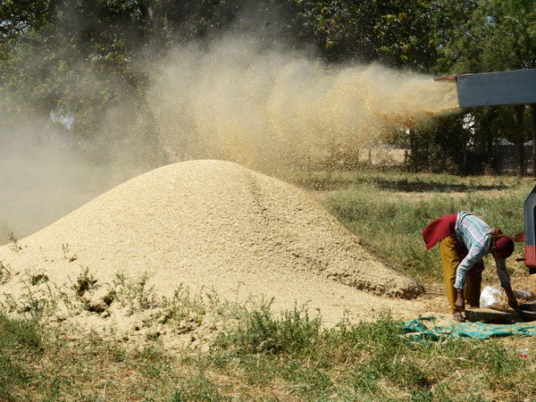 Giá lương thực toàn cầu vẫn ở mức cao đáng lo ngại ảnh 1