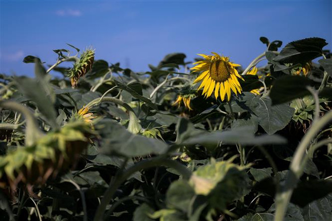 Italy công bố các biện pháp y tế khẩn cấp đối phó với nắng nóng kỷ lục ảnh 1