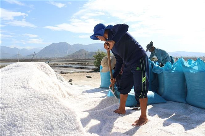 Diêm dân xã Nhơn Hải (Ninh Hải, Ninh Thuận) đóng bao muối đưa đi tiêu thụ. (Ảnh: Nguyễn Thành/TTXVN) Doanh nghiệp, chuyên gia tìm giải pháp để nâng tầm muối Việt ảnh 1