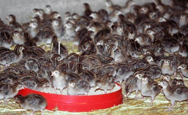 WHO: Nguy cơ lây nhiễm virus gây cúm gia cầm cao hơn ở con người ảnh 1