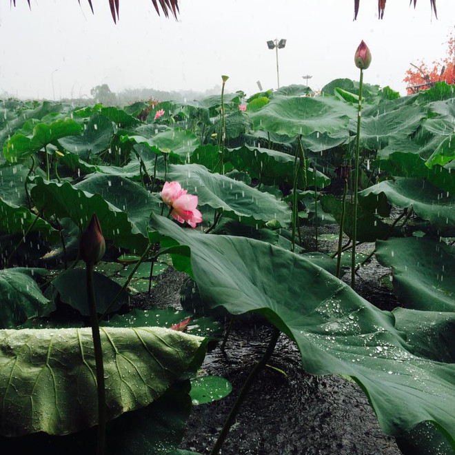 Mưa lớn ở các tỉnh Bắc Bộ, cảnh báo lốc, sét và gió giật mạnh ảnh 1