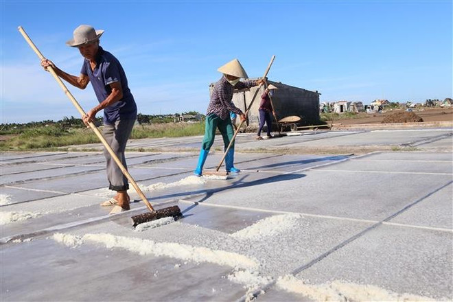 Diêm dân Nam Định thu hoạch muối. (Ảnh: Công Luật/TTXVN) Doanh nghiệp, chuyên gia tìm giải pháp để nâng tầm muối Việt ảnh 2