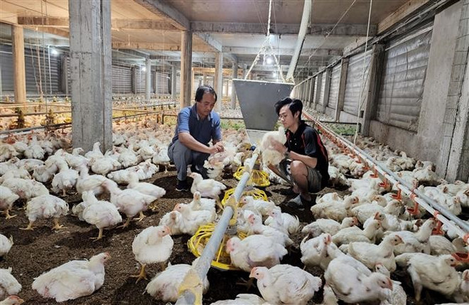 Phát triển chăn nuôi tuần hoàn gắn với liên kết tiêu thụ sản phẩm ảnh 1