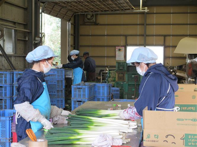 Các thực tập sinh Việt Nam tại Công ty Cổ phần Carry System ở tỉnh Ibaraki. (Ảnh: Đào Thanh Tùng/TTXVN) Đồng yen mất giá và giấc mơ của lao động nước ngoài tại Nhật Bản ảnh 1