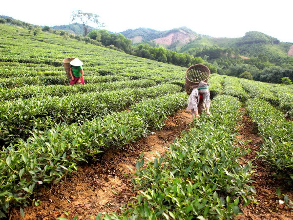 Giao đất cho hơn 2.000 hộ dân vùng tái định cư thủy điện Bản Vẽ ảnh 1