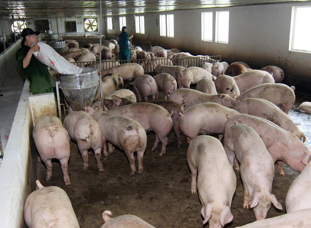 Trà Vinh: Hơn 50 tỷ hỗ trợ nông dân sản xuất theo chuẩn VietGap ảnh 1