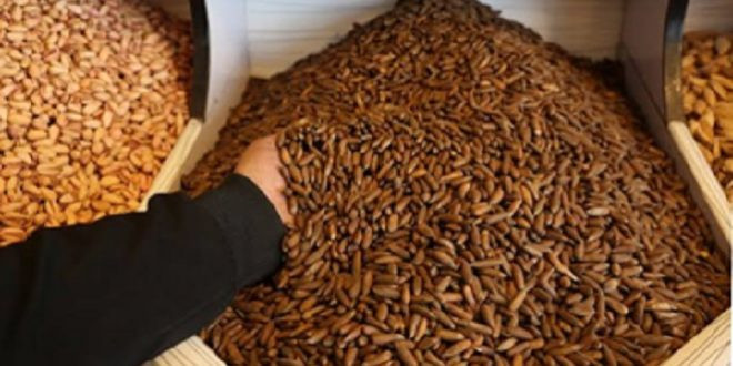 Afghanistan nối lại hoạt động xuất khẩu hạt thông sang Trung Quốc ảnh 1