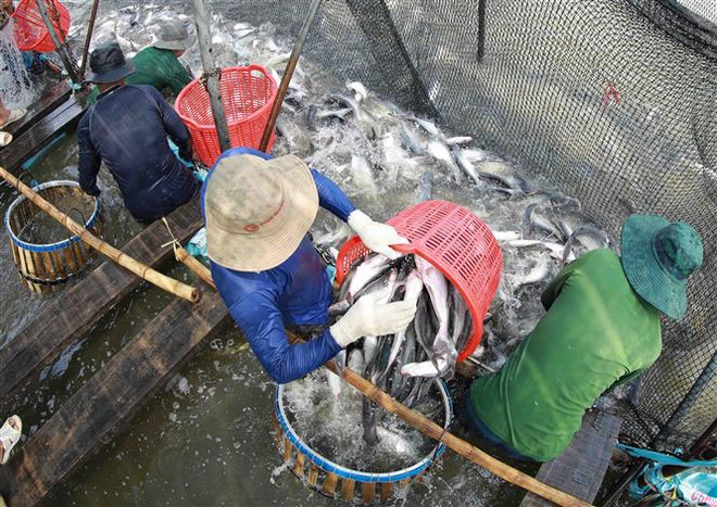 Xuất khẩu thủy sản về trạng thái bình thường mới, có tín hiệu hồi phục ảnh 2