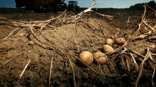 Nghiên cứu giống khoai tây có khả năng chống chịu biến đổi khí hậu ảnh 1