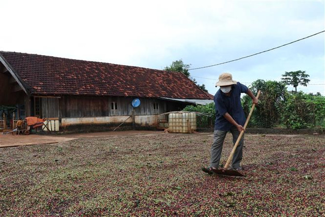 Người dân buôn A Yun , xã Ea Kueh, huyện Cư M’gar, tỉnh Đắk Lắk phơi cà phê sau thu hái. (Ảnh: Anh Dũng/TTXVN) Càphê chín rộ, nông dân Đắk Lắk hối hả bước vào vụ thu hoạch ảnh 2