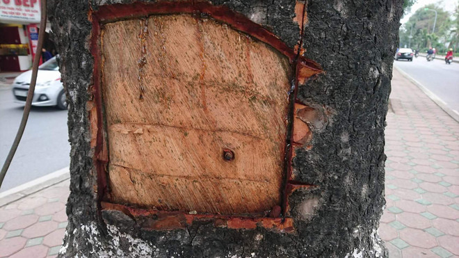 Nói dối gắn biển số cây để lột vỏ 30 cây xà cừ trên đường Láng ảnh 1