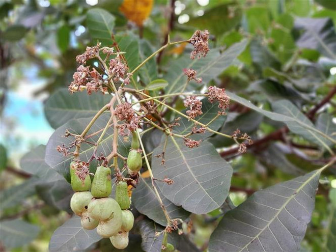 Mất mùa, giá cả không tăng, nông dân Bà Rịa-Vũng Tàu thất thu vụ điều ảnh 1