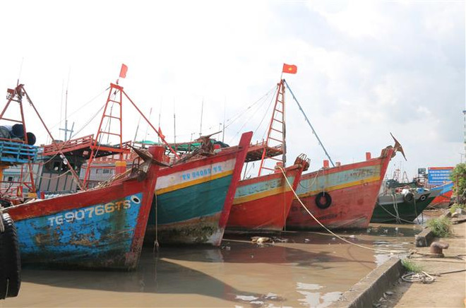 Hai cảng cá lớn nhất Quảng Trị đứng trước nguy cơ bị đóng cửa ảnh 2