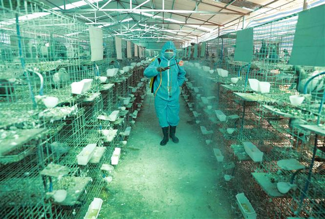 Thành phố Hồ Chí Minh chưa ghi nhận ca bệnh liên quan đến cúm A ảnh 1