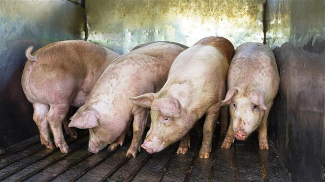 Mức tiêu thụ thấp, nguồn cung dồi dào, giá lợn hơi tiếp tục lao dốc ảnh 1