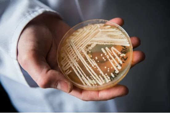 CDC Mỹ cảnh báo nguy cơ lây lan nhanh chóng của nấm Candida auris ảnh 1