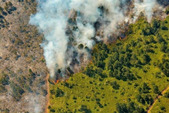 FAO kêu gọi bảo vệ rừng toàn cầu để phát triển bền vững ảnh 1