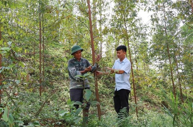 Thái Nguyên: Hàng chục ha bạch đàn bị khô lá chưa rõ nguyên nhân ảnh 2