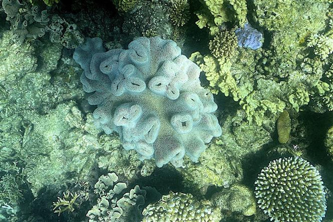 Rạn san hô Great Barrier ở ngoài khơi Queensland, Australia, ngày 7/3/2022. (Ảnh: AFP/TTXVN) Australia "giúp" rạn san hô Great Barrier chống chọi biến đổi khí hậu ảnh 1