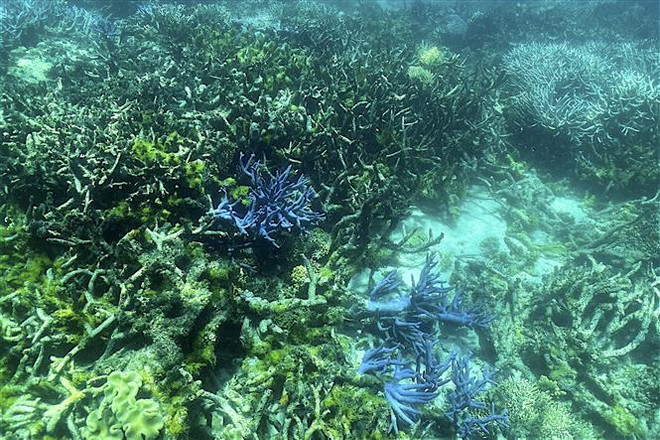 Rạn san hô Great Barrier ở ngoài khơi Queensland, Australia. (Ảnh: AFP/TTXVN) Australia "giúp" rạn san hô Great Barrier chống chọi biến đổi khí hậu ảnh 2
