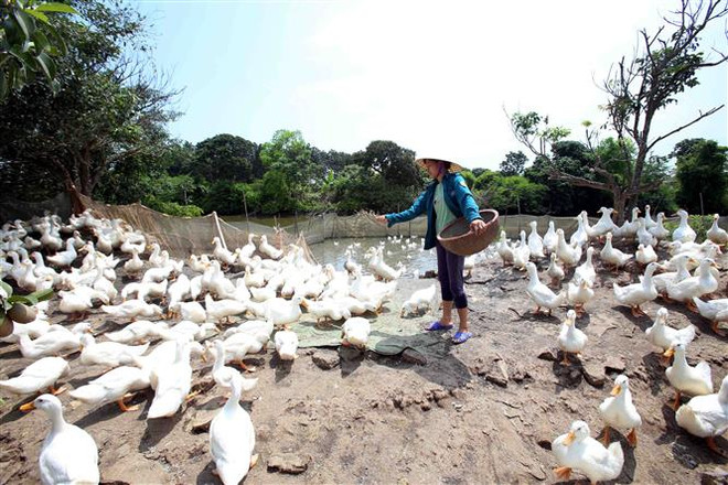 (Ảnh minh họa: Phạm Kiên/TTXVN) Hải Phòng là địa phương thứ 9 xuất hiện dịch cúm gia cầm A/H5N6 ảnh 1