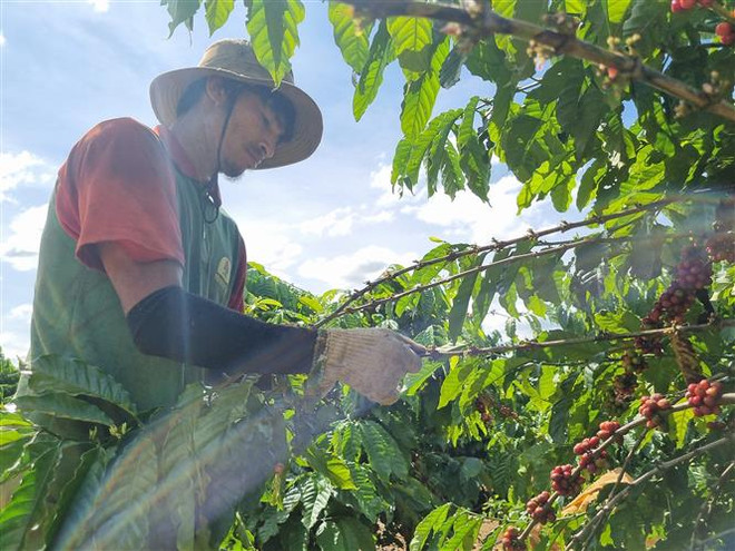 Gia Lai đẩy mạnh xây dựng thương hiệu, nâng cao chất lượng càphê ảnh 1