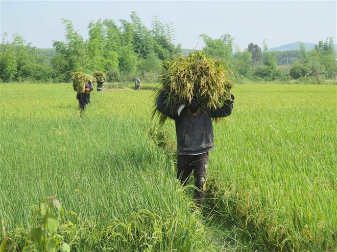 Thị trường nông sản trong tuần qua: Giá lúa Hè Thu ổn định ảnh 1