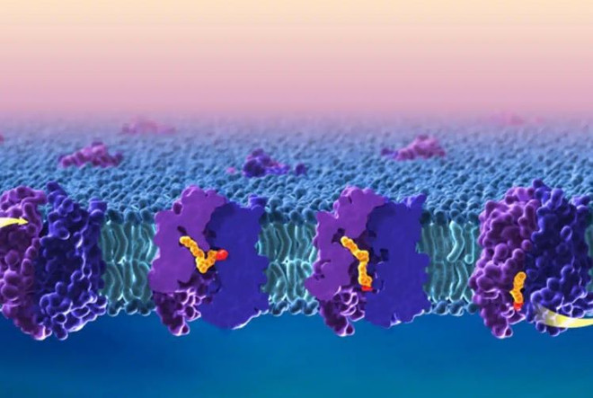 Triển vọng đưa thuốc có chủ đích vào hệ thần kinh trung ương ảnh 1