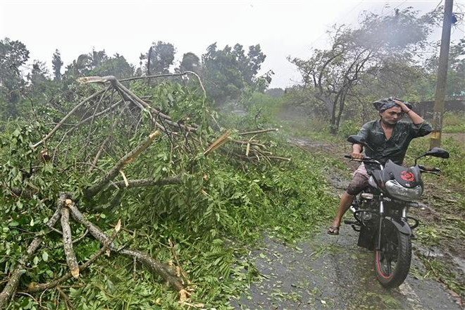 Cây cối bị quật đổ do bão Mocha tại Teknaf, Bangladesh, ngày 14/5/2023. (Ảnh: AFP/TTXVN) Số ca tử vong do thời tiết cực đoan tại Bangladesh cao nhất châu Á ảnh 1