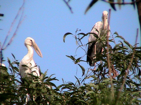 Đàn chim có tên trong Sách Đỏ bắt đầu di trú đến Điện Biên ảnh 1