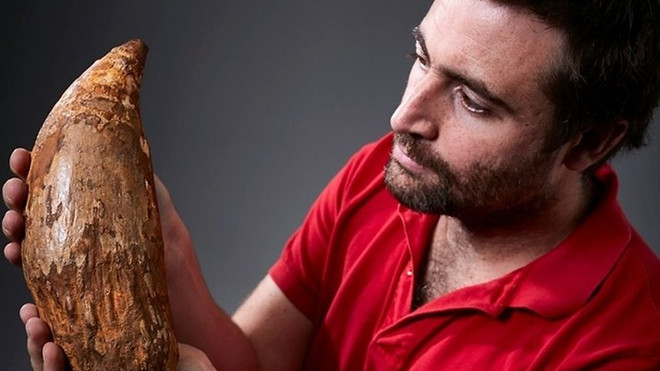 Phát hiện răng hóa thạch của cá voi "sát thủ" cách đây 5 triệu năm ảnh 1