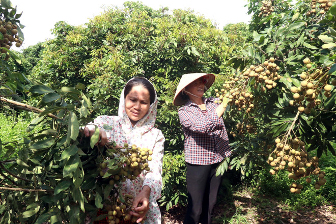Các thành viên của Hợp tác xã cây ăn quả đặc sản Quyết Thắng, xã Tân Hưng, thành phố Hưng Yên chăm sóc những công đoạn cuối cùng để chuẩn bị cho vụ thu hoạch nhãn. (Ảnh: Mai Ngoan/TTXVN) ttxvn_nhan_hung_yen.jpg