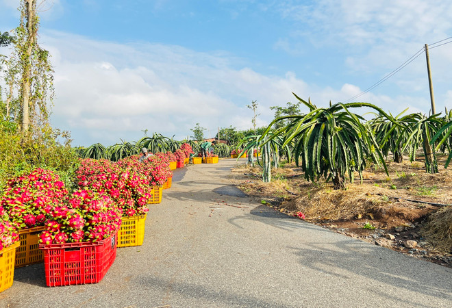 Thu hoạch thanh long tại Hợp tác xã Xuân Trường, huyện Châu Đức, tỉnh Bà Rịa-Vũng Tàu. (Ảnh: Hoàng Nhị/TTXVN) thanh_long.jpg