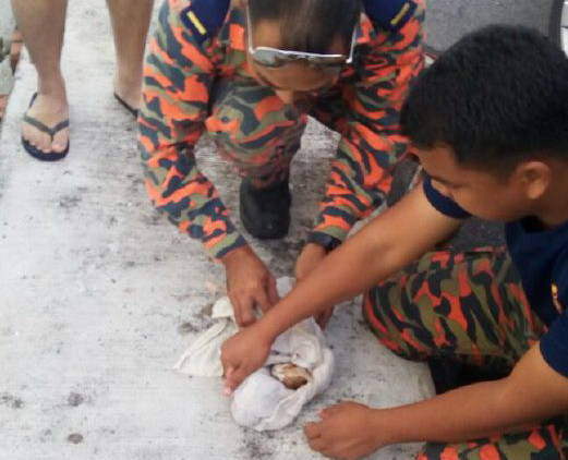 Mèo con chết đuối được lính cứu hỏa cứu sống bằng hô hấp nhân tạo ảnh 1